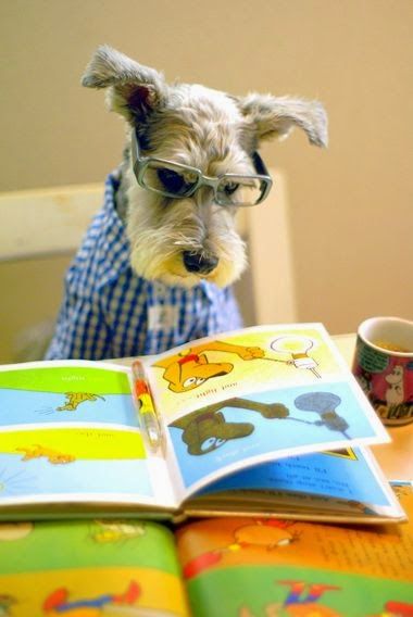 Bilde av en schnauzer med briller som leser en bok